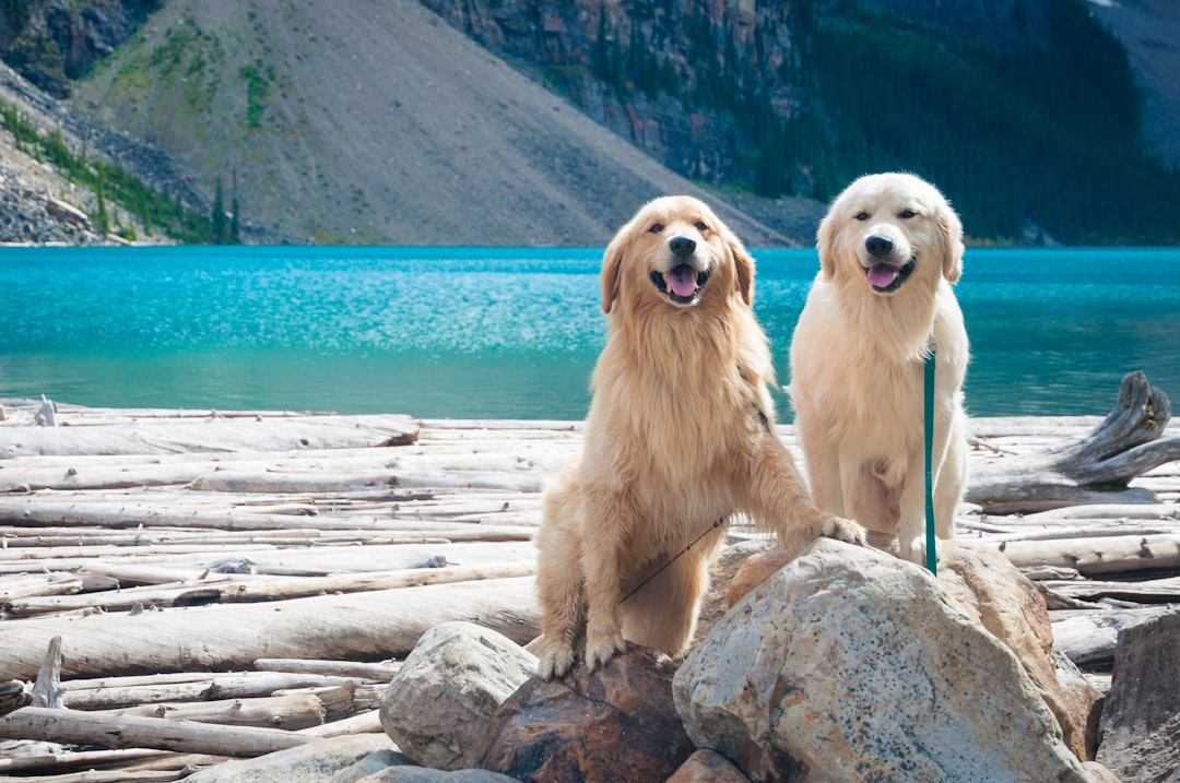 Exploring the Beautiful Colors of Golden Retrievers